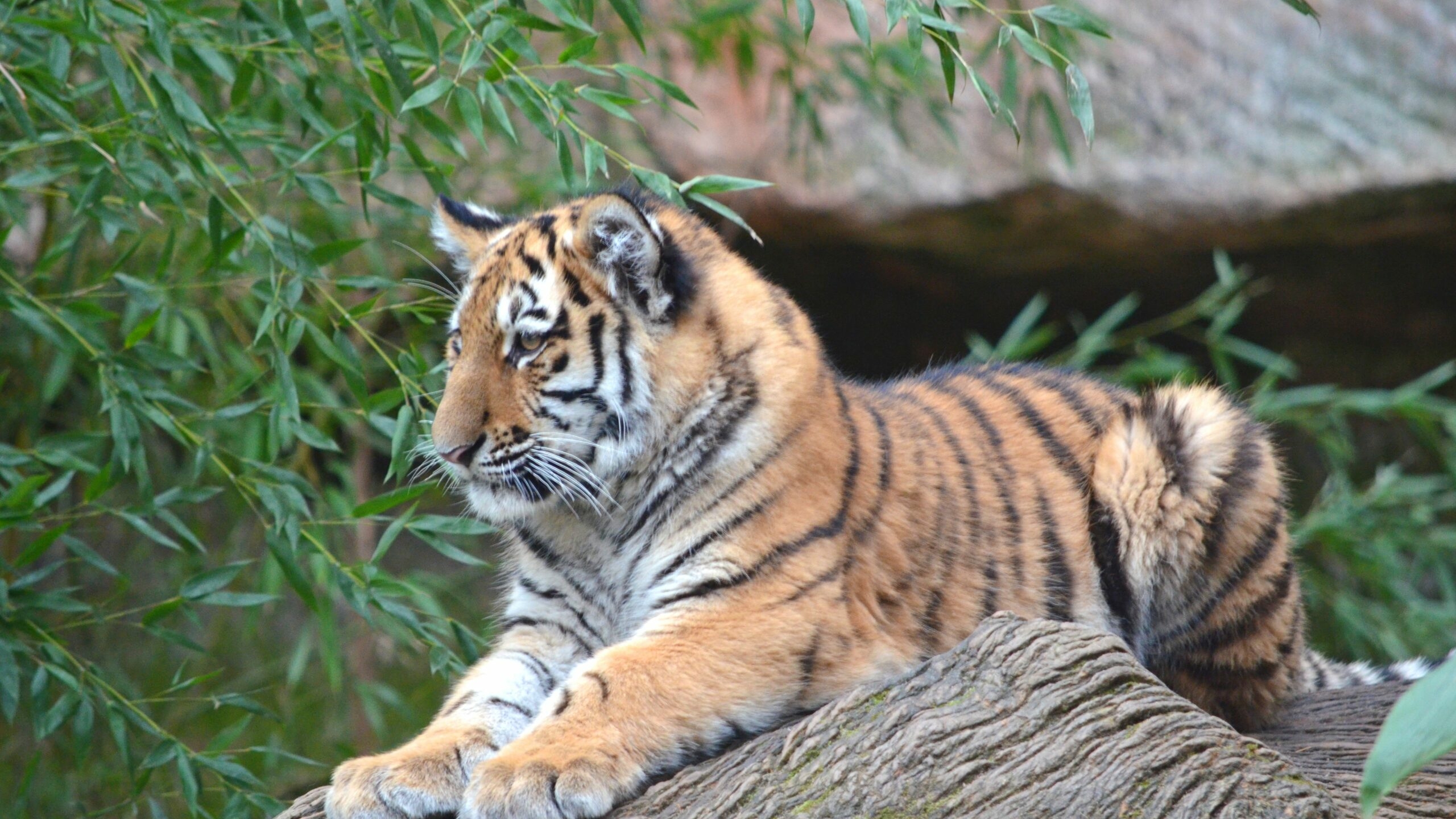 В Ленинградском зоопарке ловили переодетого тигром московского биолога