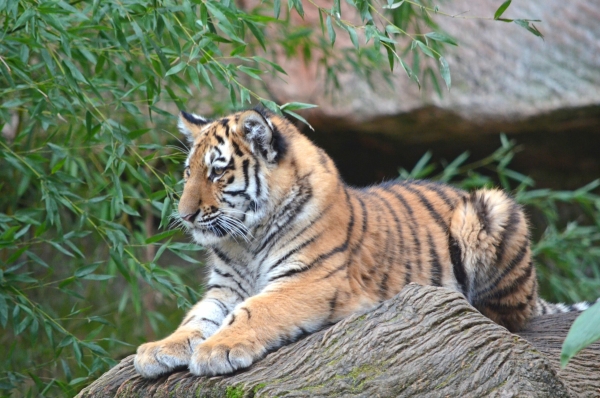 В Ленинградском зоопарке появился новый тигренок Зевс