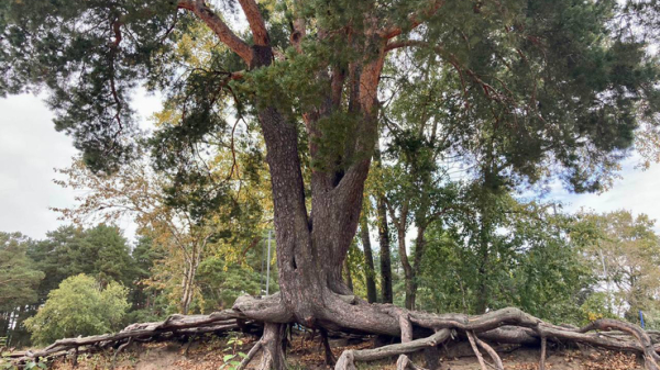 Жители Ленобласти выбирают лучшее историческое дерево