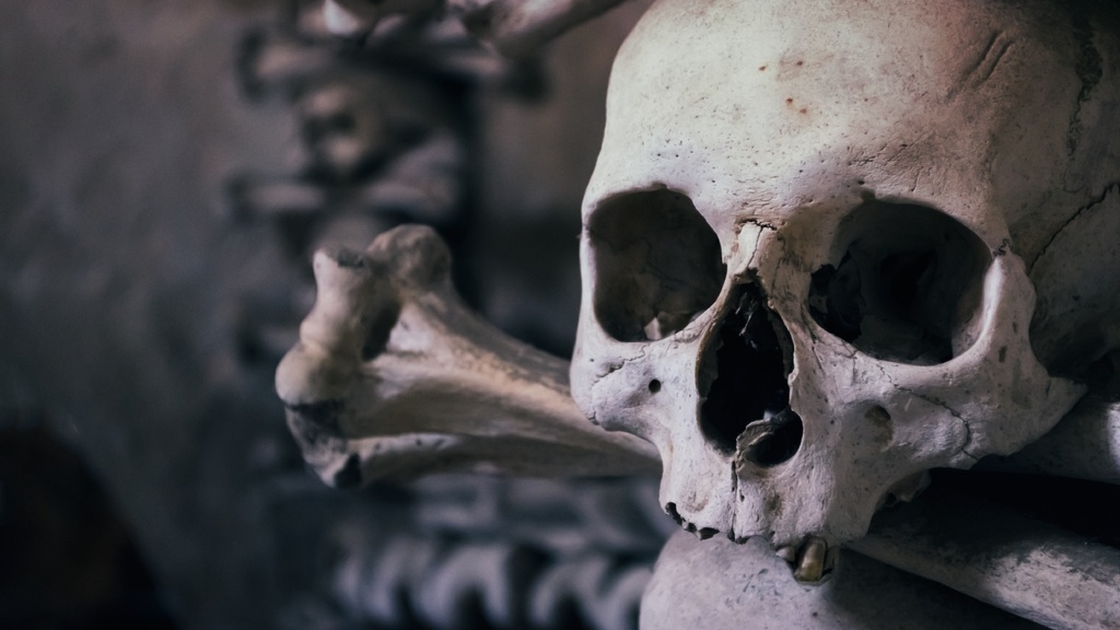 Ребра да череп: в Петербурге при ремонтных работах нашли человеческие останки