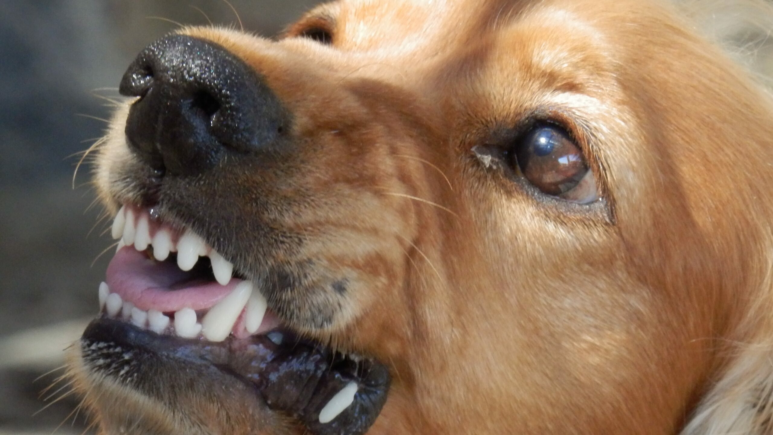 В Петербурге крупная собака разорвала своего маленького сородича