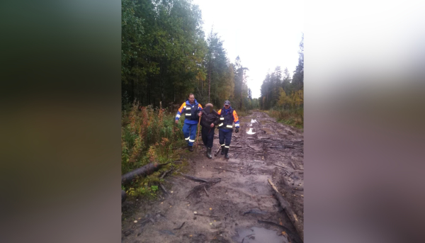 За день спасатели Ленобласти вывели из леса четверых заблудившихся