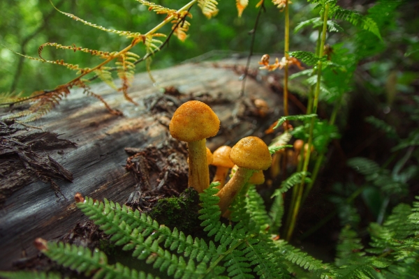 Петербуржцам рассказали, какие грибы можно собирать в зимний сезон
