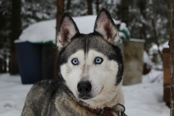 В Петербургском Арктическом институте рассказали о рекордных родах собаки Тайги на полярной станции