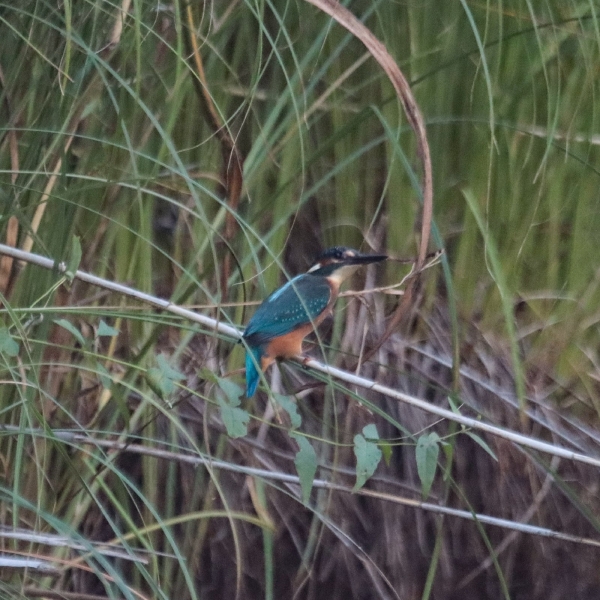 В Нижне-Свирском заповеднике удалось сфотографировать волшебно красивого зимородка
