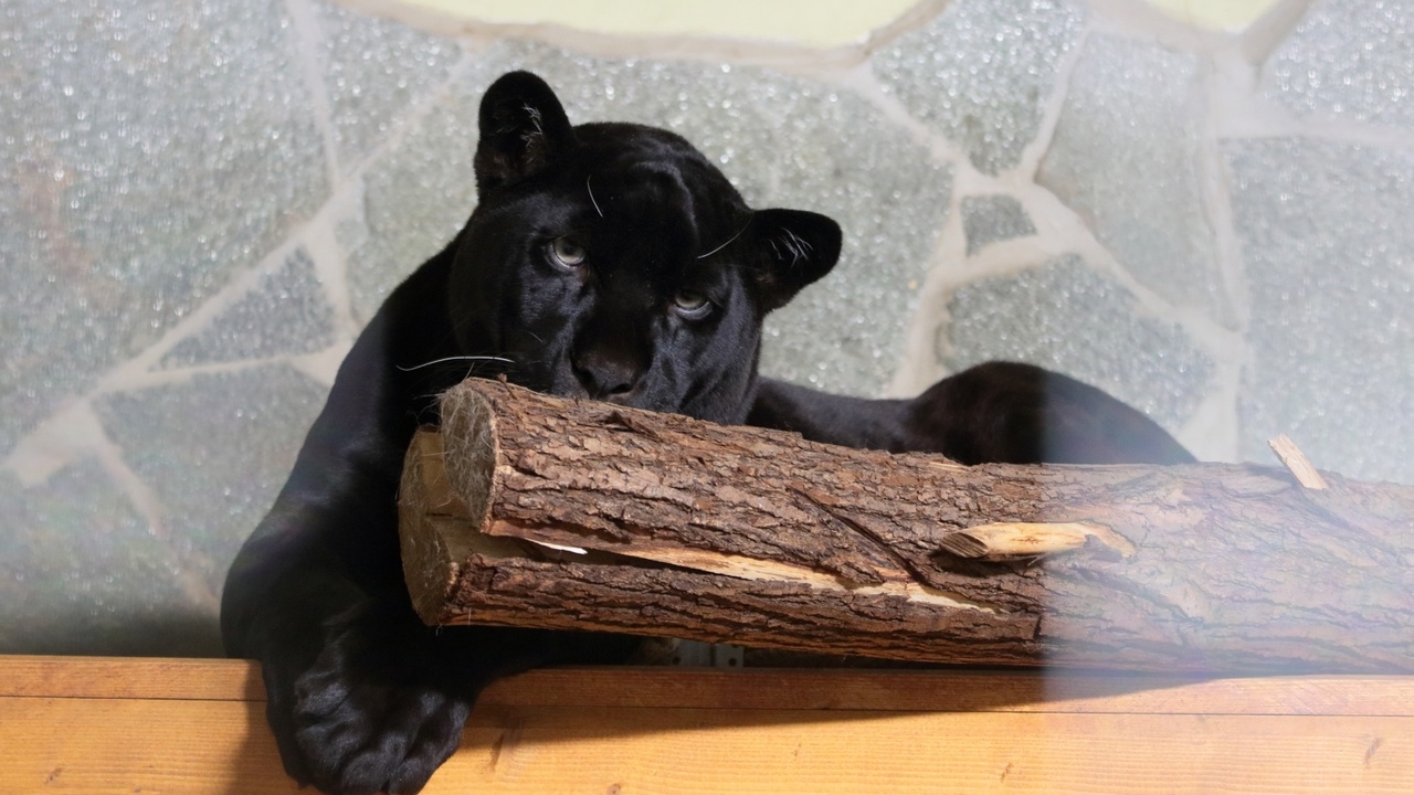 В Ленинградском зоопарке прибыло пополнение в виде черного ягуара по имени Рич