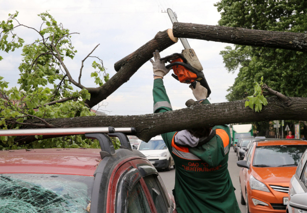 В Петербурге подсчитали количество поваленных сильным ветром деревьев
