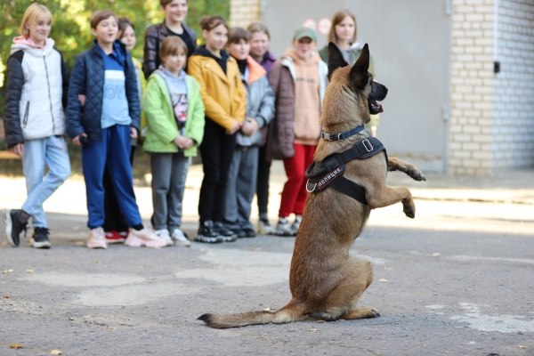 В Московской области прошел национальный фестиваль собак