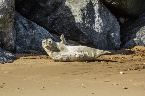 Роспринадзор призвал не тревожить выходящих на берег тюленей в апреле