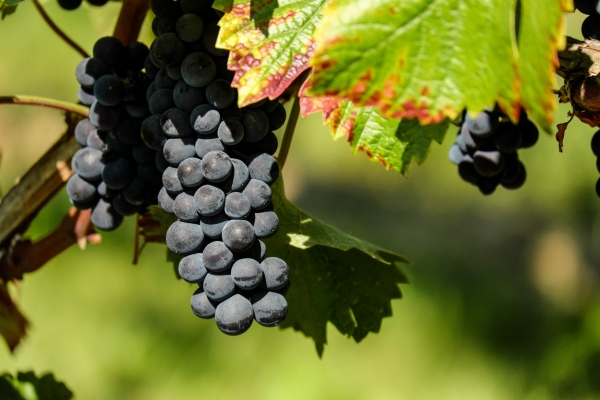 Петербуржцам назвали топ-3 мифов о винограде