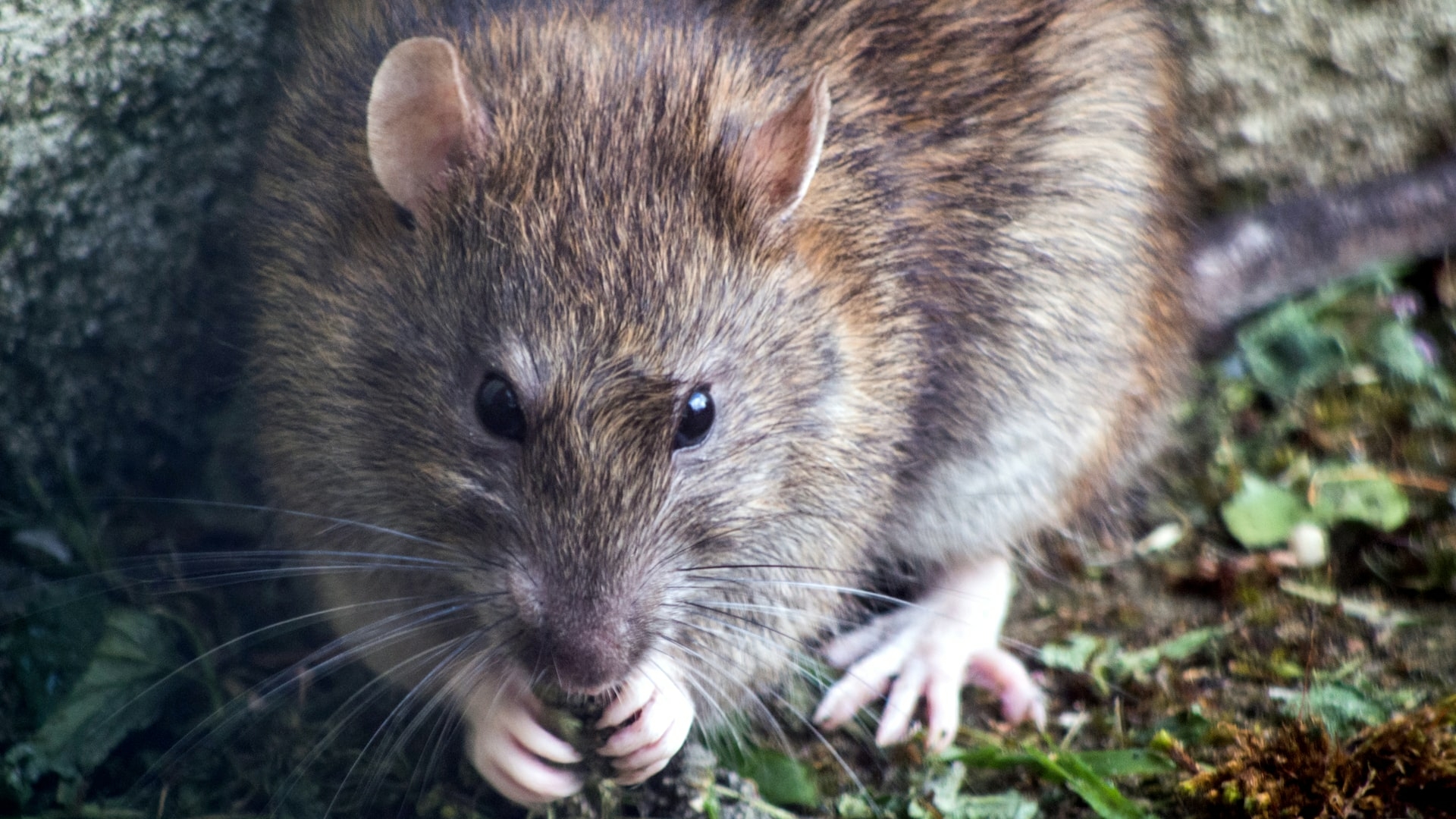 Японские ученые получили потомство от двух крыс-самцов
