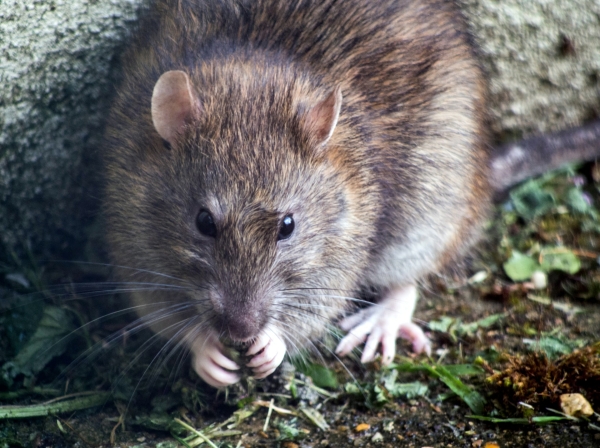 Японские ученые получили потомство от двух крыс-самцов