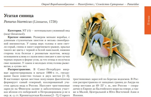 В Ломоносовском районе была обнаружена уникальная усатая синица: птица занесена в Красную книгу