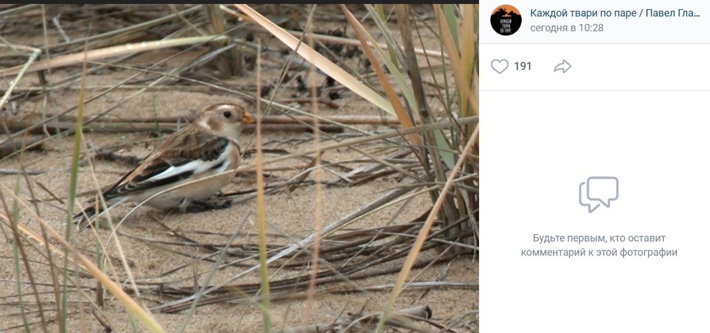 На берегу Финского залива под Петербургом заметили арктического воробья