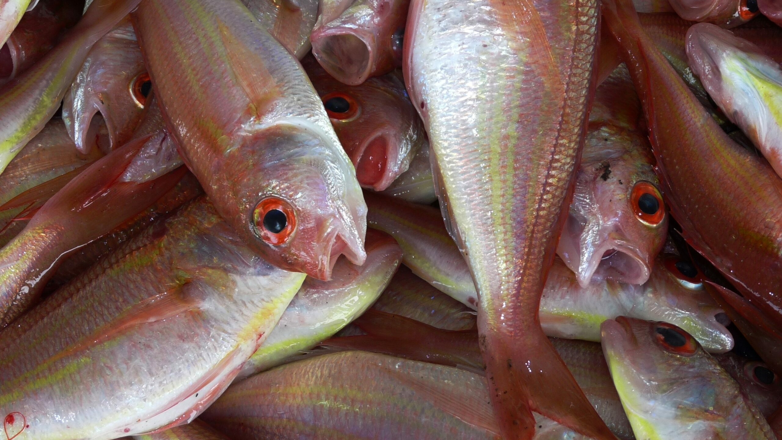 В Ленобласти выловили на четверть больше рыбы за год
