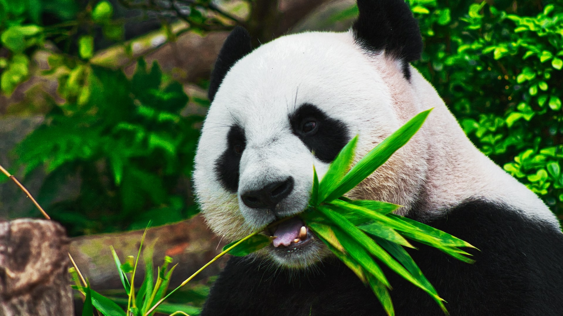 Китай и Тайвань отложили разногласия ради спасения панды