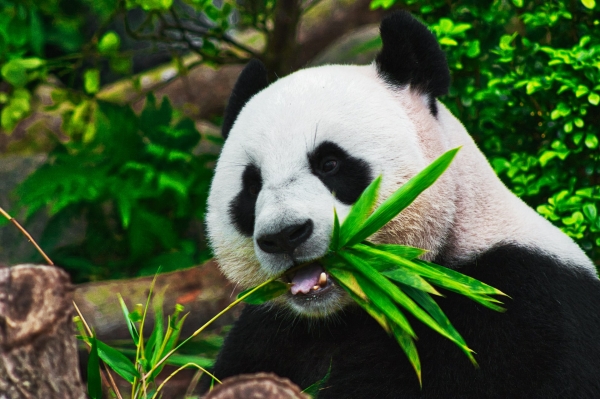 Китай и Тайвань отложили разногласия ради спасения панды