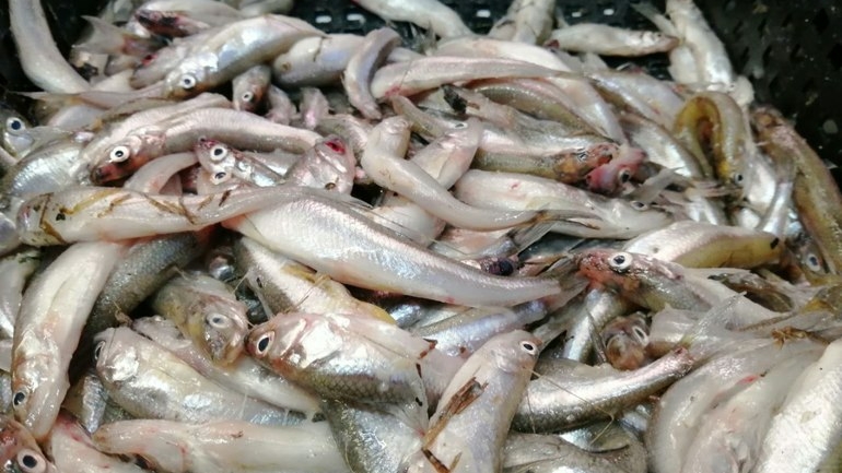 Специалисты Роспотребнадзора рассказали петербуржцам о рисках, связанных с  употреблением рыбы