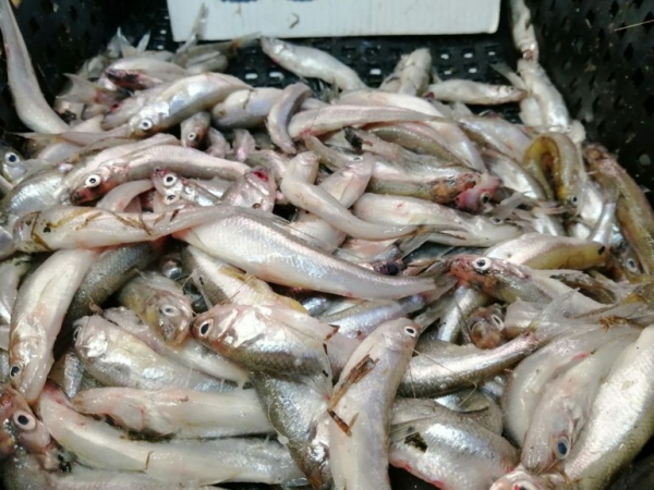 Специалисты Роспотребнадзора рассказали петербуржцам о рисках, связанных с  употреблением рыбы