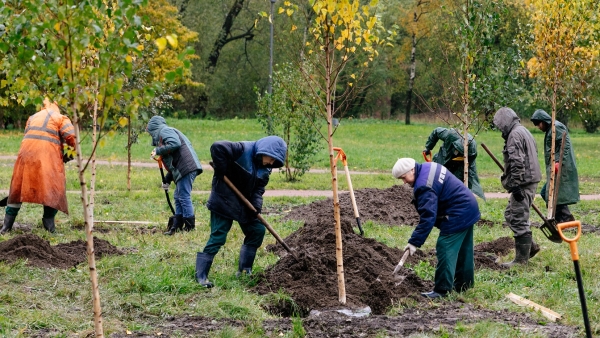 Осенью в парках и садах Петербурга высадили 5 тысяч новых деревьев