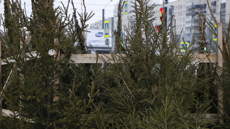 В Петербурге открыли пункты приема и переработки новогодних елок