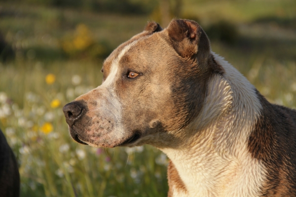 В РФ хотят обязать владельцев потенциально опасных собак получать лицензию