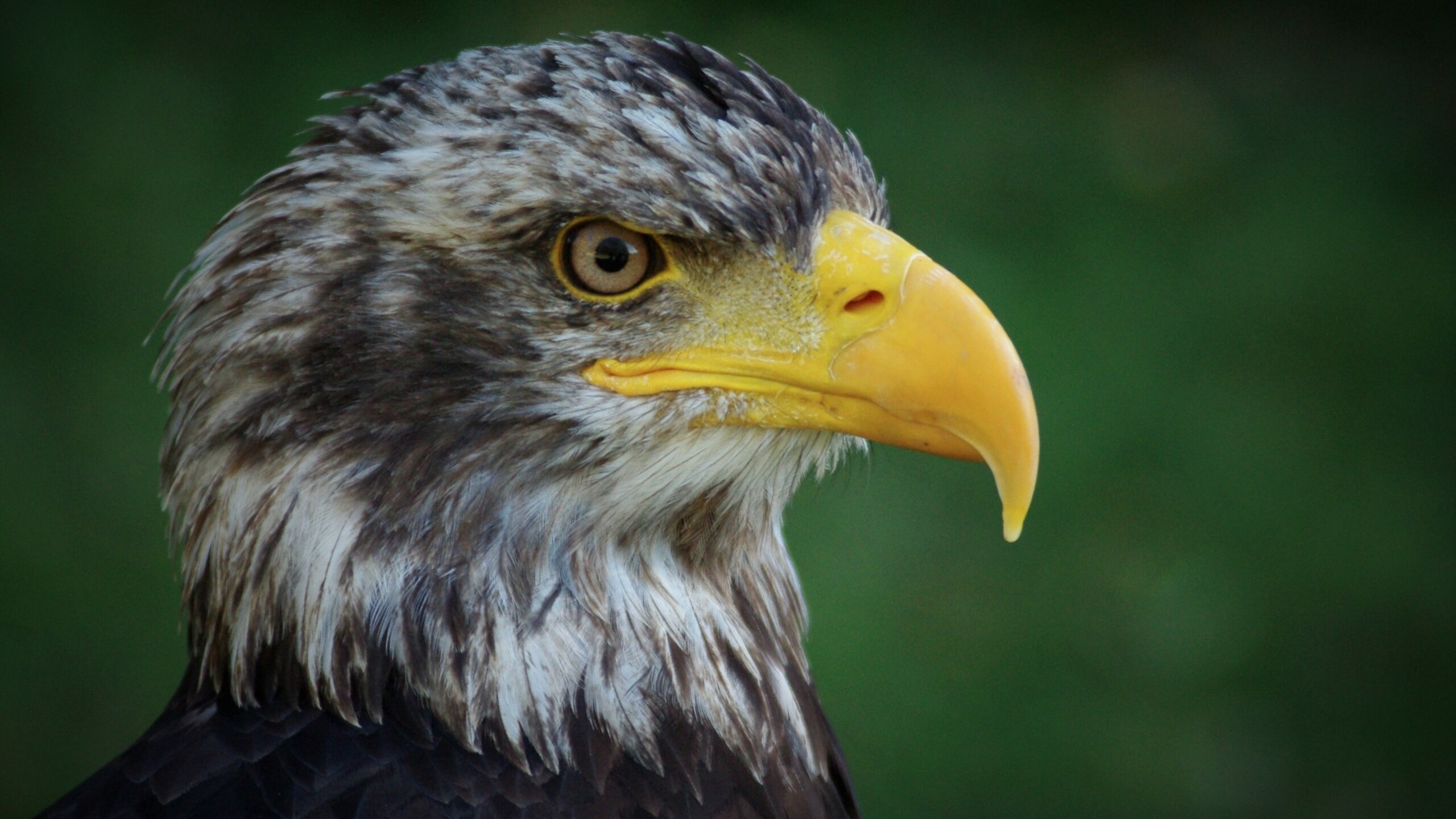 В Кронштадте обнаружили занесенную в Красную книгу хищную птицу – орлана-белохвоста