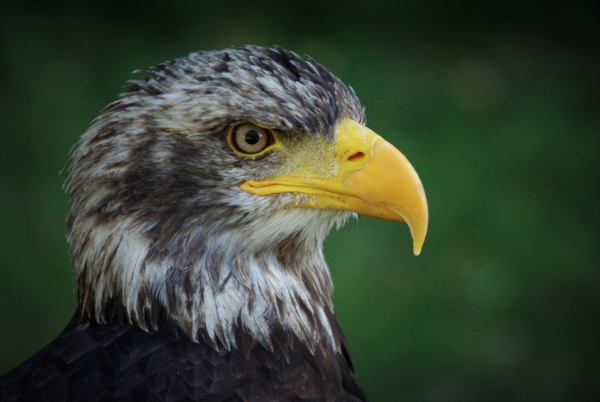 В Кронштадте обнаружили занесенную в Красную книгу хищную птицу – орлана-белохвоста