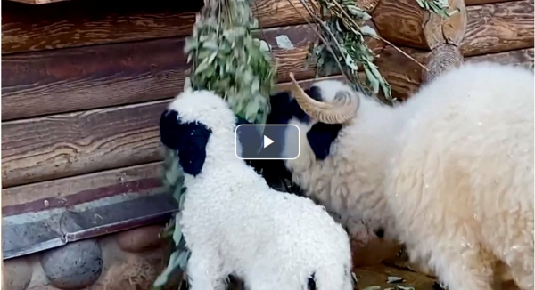 В Ленинградском зоопарке впервые вывели на прогулку детеныша овцы из английских мультиков