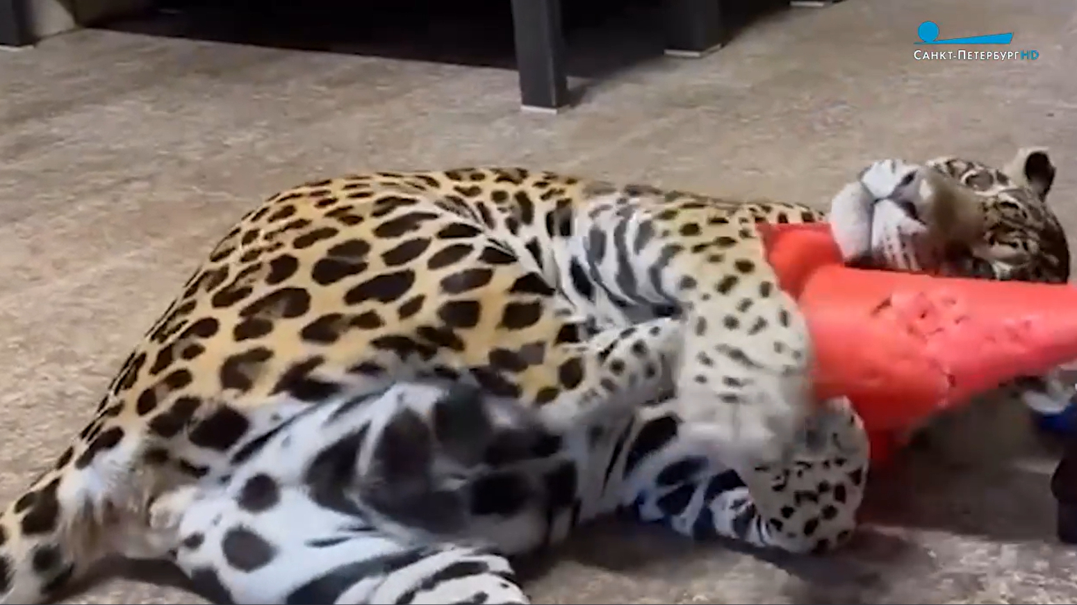 Ленинградский зоопарк продемонстрировал зарядку пожилого ягуара Агнессы