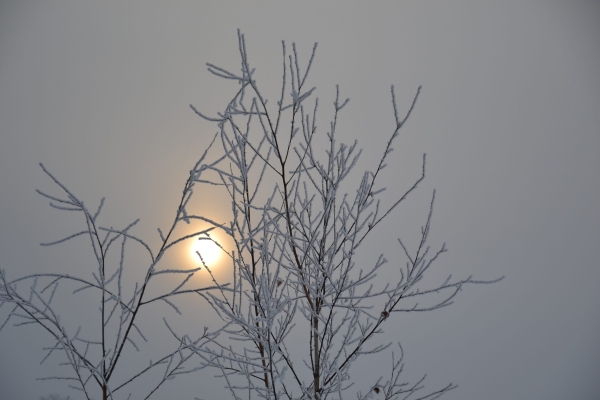 Жителей и гостей Петербурга на следующей недели ожидают снег и заморозки: аномальное тепло закончилось