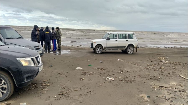 Названы причины массовой гибели тюленей в Каспийском море