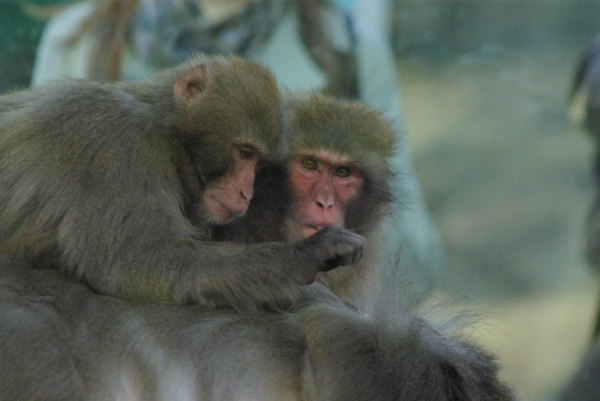 В Ленинградском зоопарке состоялось празднование международного дня приматов