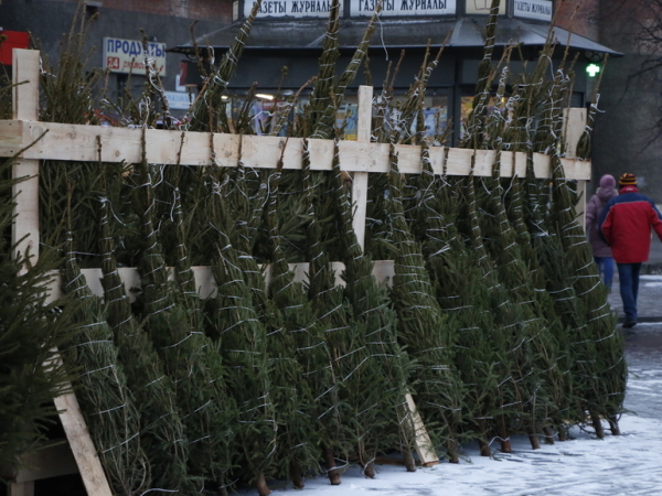 В Петербурге с нелегальных базаров изъяли порядка двух тысяч елок
