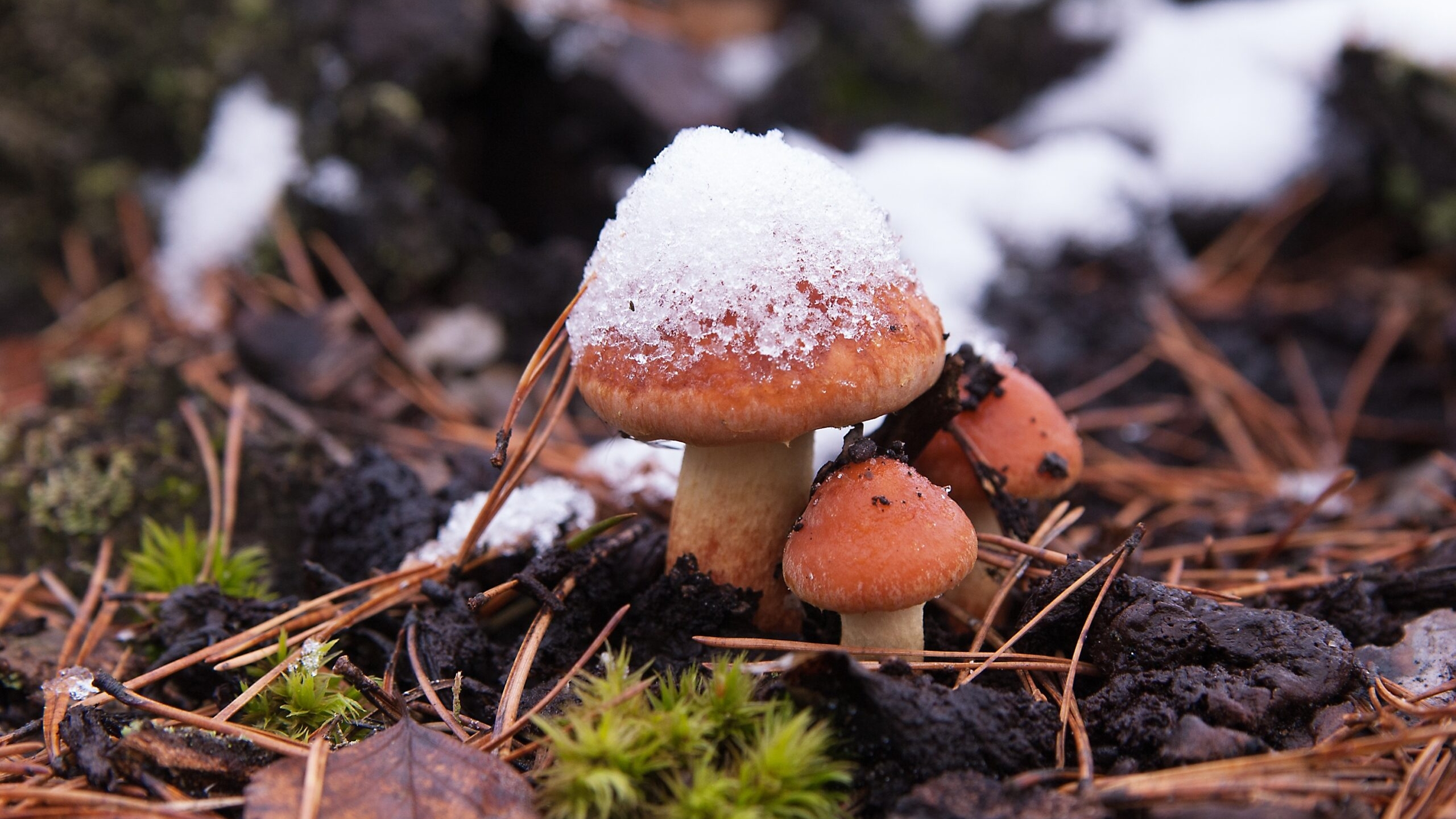 Эксперт рассказал петербуржцам, почему любители «тихой охоты» находят грибы даже в период морозов