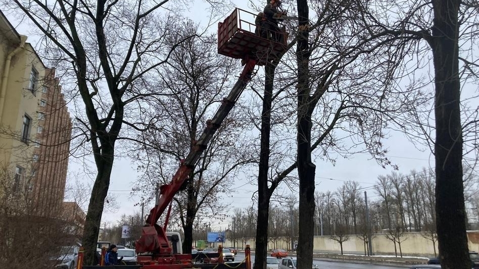 В садах и парках Выборгского района штучно сносят опасные деревья