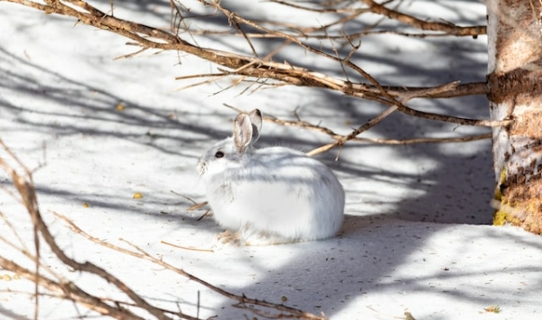 Страдают и погибают: директор Московского зоопарка просит не дарить живых кроликов на Новый год