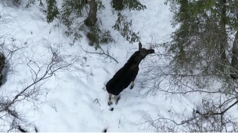 В лесах Ленобласти заметили лося, сбрасывающего рога