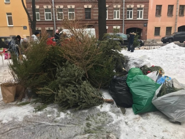 В Старый Новый год жители Петербурга сдали на переработку примерно 300 елок