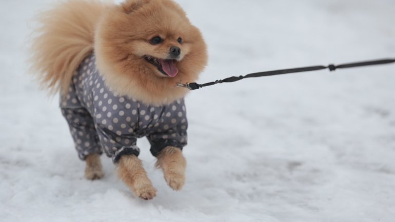 Петербуржцам рассказали о необходимости обработки собак от блох зимой