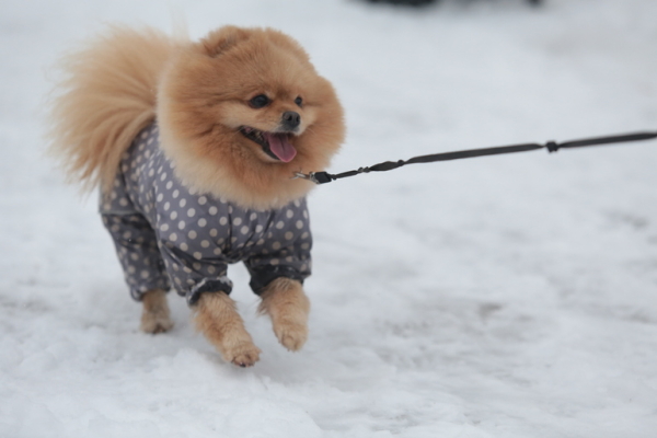 Петербуржцам рассказали о необходимости обработки собак от блох зимой