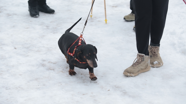 Опасный снег: пять причин следить за собакой на прогулке зимой
