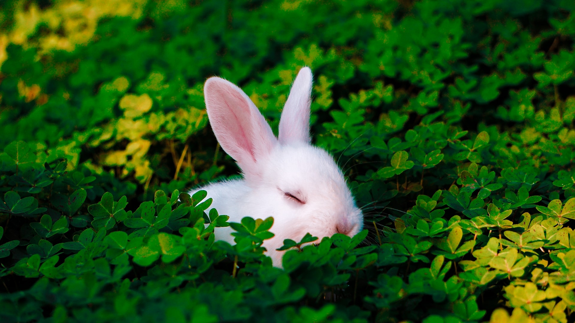 Русские ученые заявили, что вирус кроликов убивает человеческий рак
