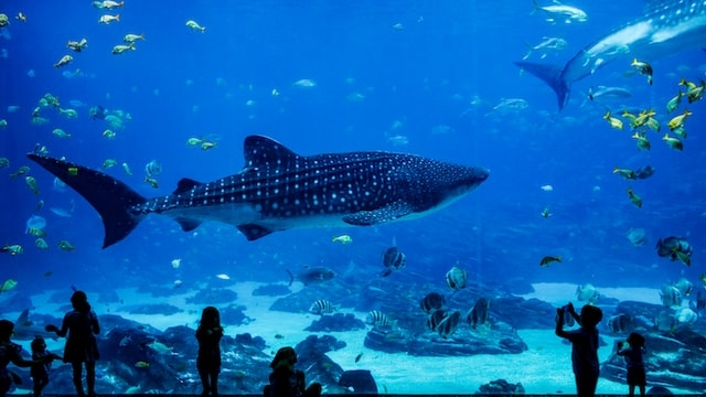 В новом корпусе Музея Мирового океана в Калининграде разместят 29 аквариумов