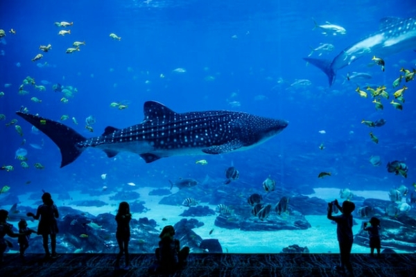 В новом корпусе Музея Мирового океана в Калининграде разместят 29 аквариумов