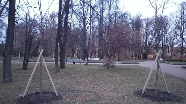 В Петербурге деревья будут защищать от строителей щитами