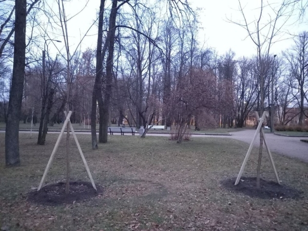 В Петербурге деревья будут защищать от строителей щитами