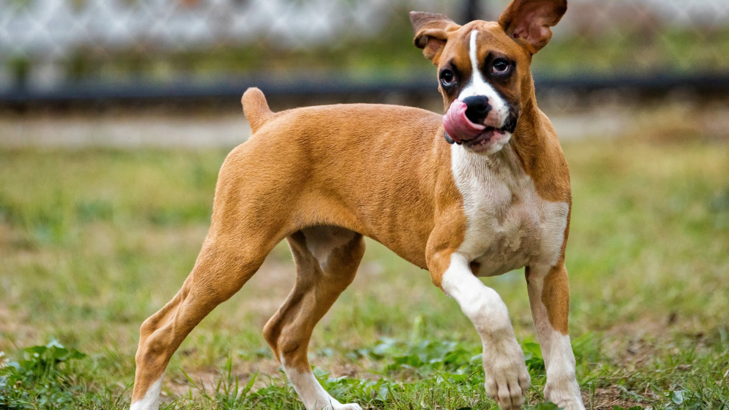В Петербурге 7 октября ожидается благотворительный забег с собаками