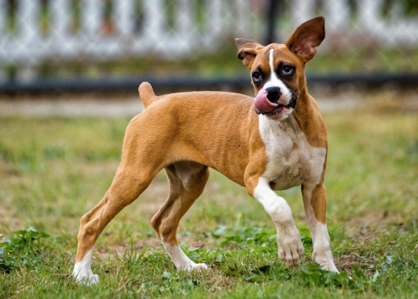 В Госдуме не оценили инициативу штрафовать собачников за самовыгул животных 