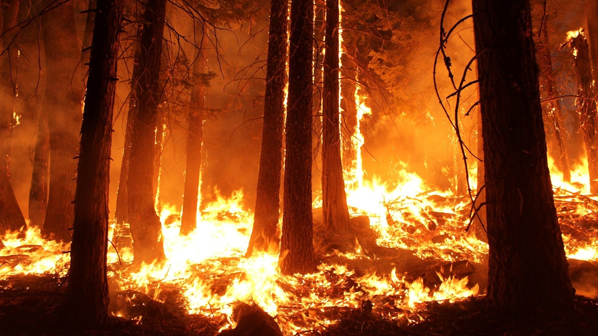 Петербуржцам напомнили о правилах безопасности для избежания лесных пожаров